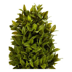 Plante décorative (20 x 33 x 20 cm)