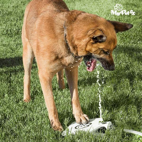 Fontaine à pédale pour Animaux de compagnie My Pet Ez